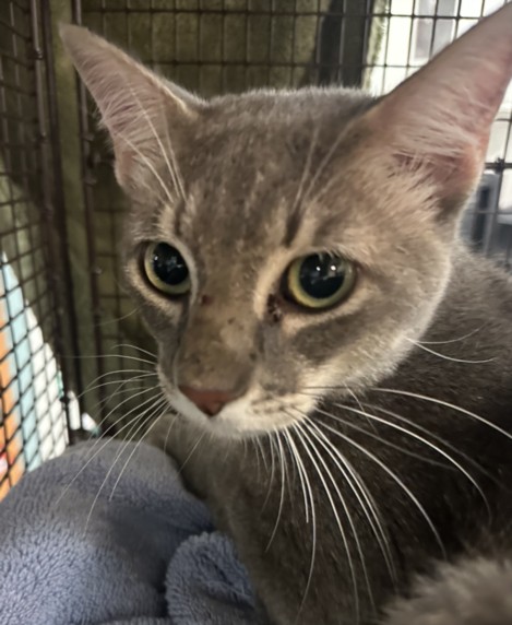 Shelter Stray Male Cat last seen , West Valley Animal Shelter, 20655 Plummer St, Chatsworth, CA 91311, USA
