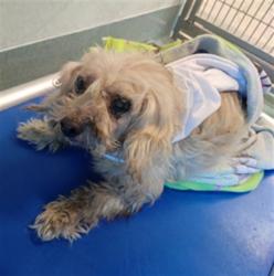 Shelter Stray Unknown Dog last seen , 4275 Elton St, Baldwin Park, CA 91706, USA