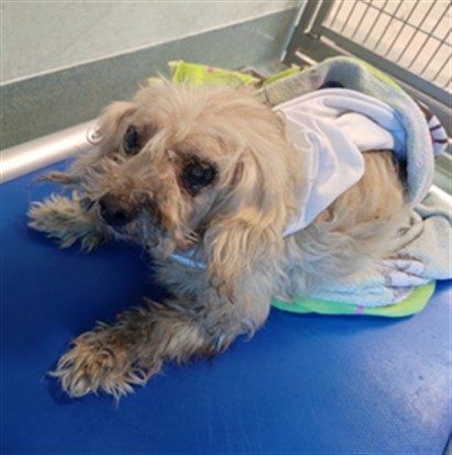 Shelter Stray Unknown Dog last seen , 4275 Elton St, Baldwin Park, CA 91706, USA