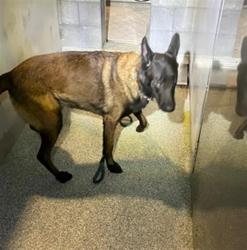 Shelter Stray Male Dog last seen Near BLK E SOUTH ST, LONG BEACH CA, 90805, 7700 E Spring St, Long Beach, CA 90815, USA