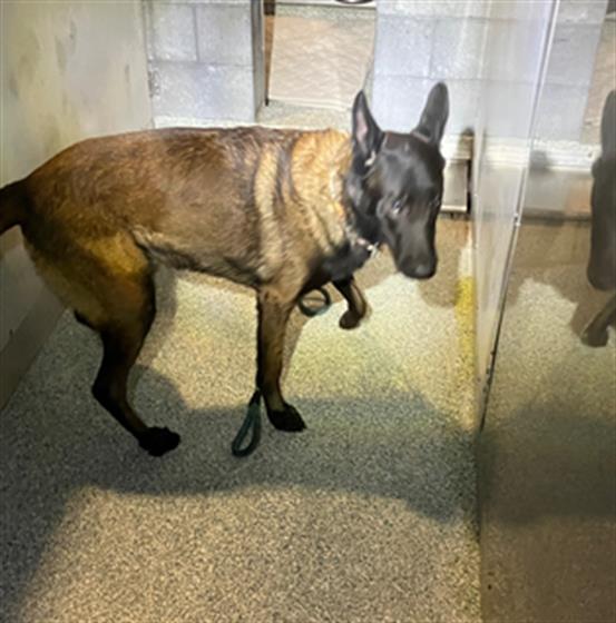 Shelter Stray Male Dog last seen Near BLK E SOUTH ST, LONG BEACH CA, 90805, 7700 E Spring St, Long Beach, CA 90815, USA