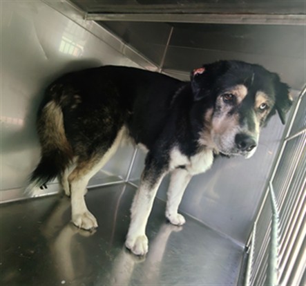 Shelter Stray Male Dog last seen , 4275 Elton St, Baldwin Park, CA 91706, USA