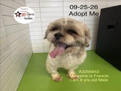 Shelter Stray Male Dog last seen , 1850 W 60th St, Los Angeles, CA 90047, USA