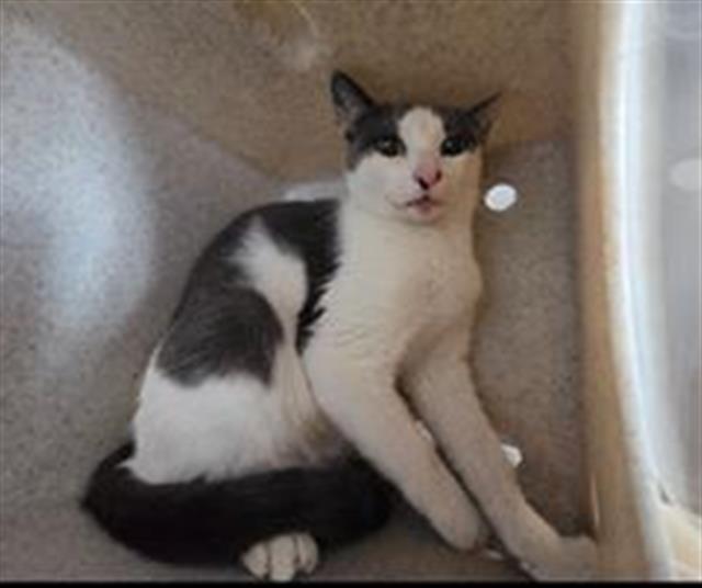 Shelter Stray Female Cat last seen , 600 Aviation Dr, Camarillo, CA 93010, USA