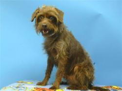 Shelter Stray Male Dog last seen , 216 W Victoria St, Gardena, CA 90248, USA