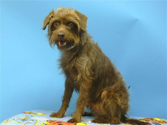 Shelter Stray Male Dog last seen , 216 W Victoria St, Gardena, CA 90248, USA