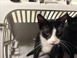 Shelter Stray Male Cat last seen OLIN RD, CEDAR GROVE, NC, 1601 Eubanks Rd, Chapel Hill, NC 27516, USA