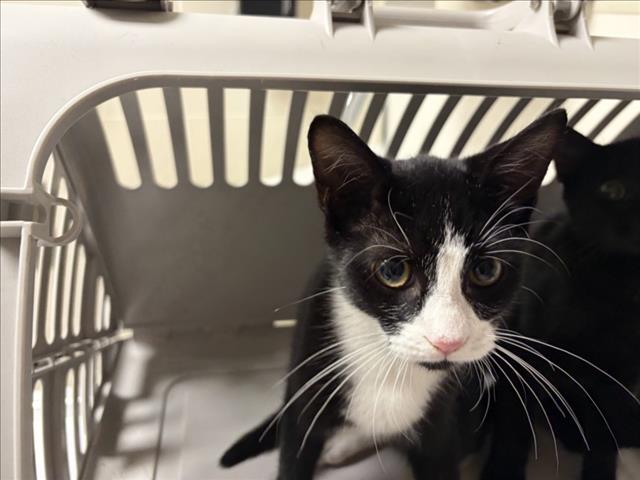 Shelter Stray Male Cat last seen OLIN RD, CEDAR GROVE, NC, 1601 Eubanks Rd, Chapel Hill, NC 27516, USA