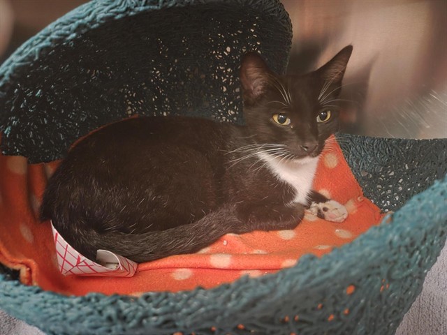 Shelter Stray Female Cat last seen IRVINE CENTER DR/YALE AVE, 92604, 6443 Oak Canyon, Irvine, CA 92618, USA