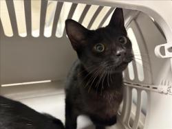 Shelter Stray Male Cat last seen OLIN RD, CEDAR GROVE, NC, 1601 Eubanks Rd, Chapel Hill, NC 27516, USA