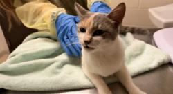 Shelter Stray Female Cat last seen HARMONY CHURCH RD, 1601 Eubanks Rd, Chapel Hill, NC 27516, USA