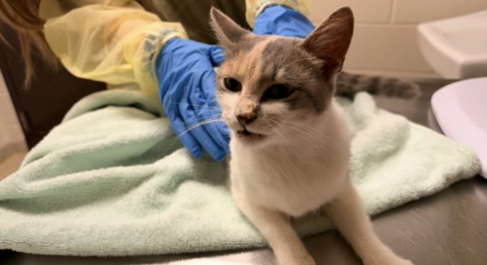 Shelter Stray Female Cat last seen HARMONY CHURCH RD, 1601 Eubanks Rd, Chapel Hill, NC 27516, USA