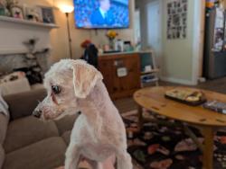 Reunited Female Dog last seen Near Roberts Trail Locust Grove Ga, Locust Grove, GA 30248