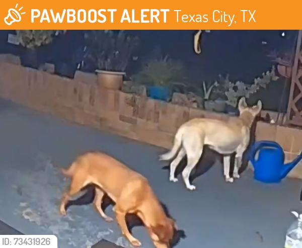 Found/Stray Unknown Dog last seen 28th St N and 6th Ave N in Texas City, Texas City, TX 77590