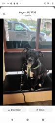 Reunited Female Dog last seen Near E Orange St, Vista, CA 92084, USA, Vista, CA 92084