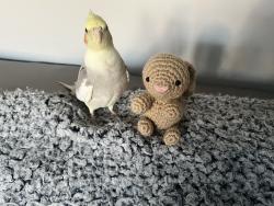 Lost Male Bird last seen 111& S-west hwy, Palos Hills, IL 60465