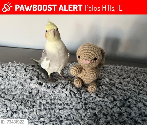 Lost Male Bird last seen 111& S-west hwy, Palos Hills, IL 60465