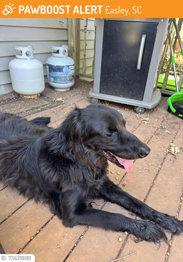 Found/Stray Male Dog last seen Old Mill rd, Easley, SC 29642