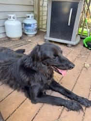 Found/Stray Male Dog last seen Old Mill rd, Easley, SC 29642
