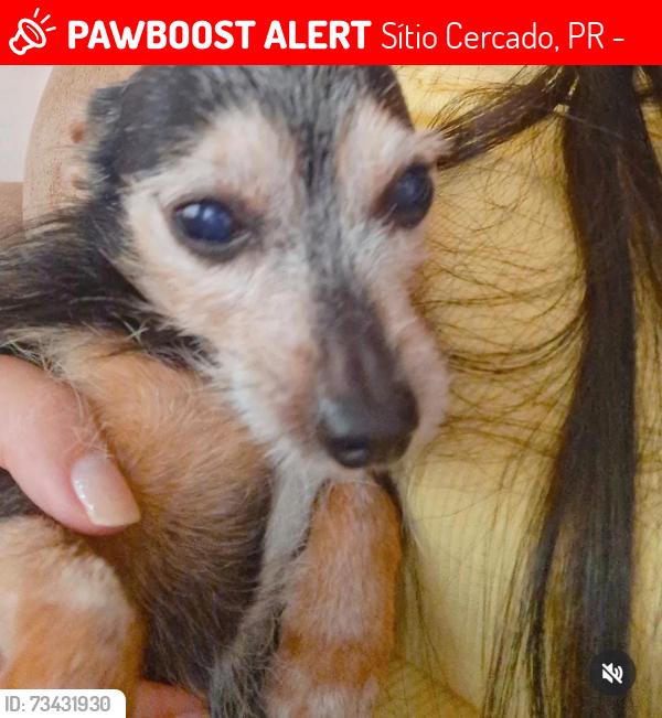 Lost Male Dog last seen Rua José de Arimateia - Sítio Cercado, Sítio Cercado, PR 81910-050
