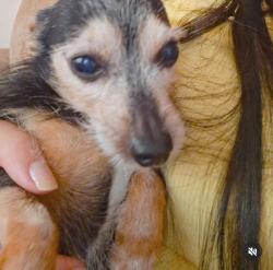 Lost Male Dog last seen Rua José de Arimateia - Sítio Cercado, Sítio Cercado, PR 81910-050