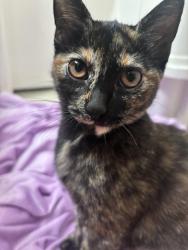 Reunited Female Cat last seen Carlton Pl, Santee, CA 92071
