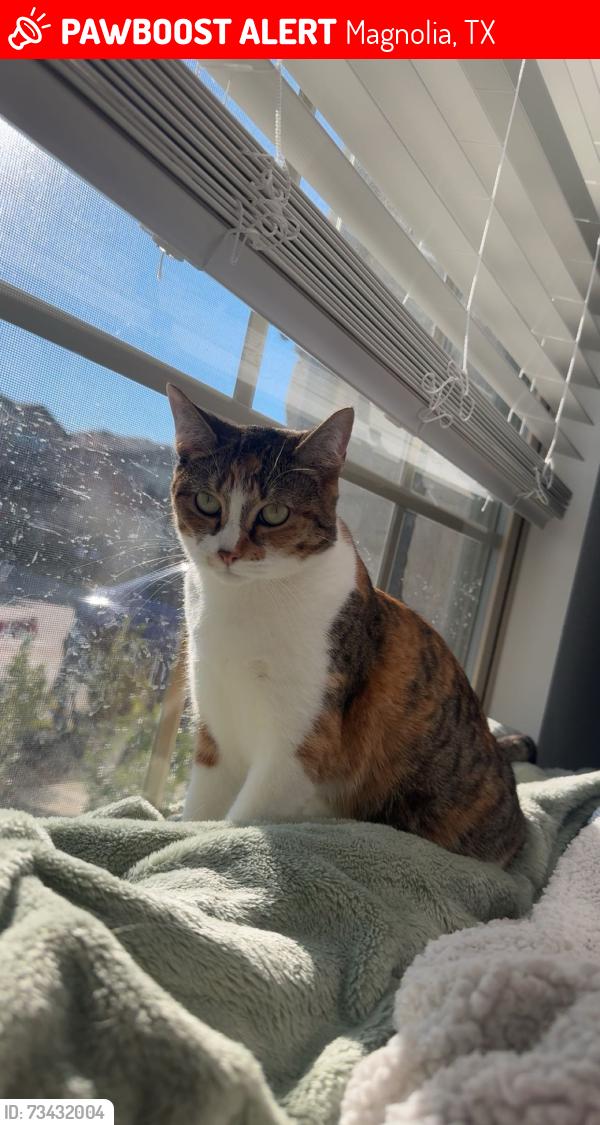 Lost Female Cat last seen Near Blue Plum Ln, Magnolia, TX 77354