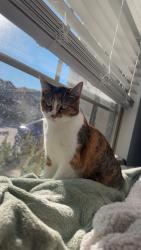 Lost Female Cat last seen Near Blue Plum Ln, Magnolia, TX 77354