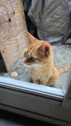 Lost Male Cat last seen Clough and Bridges, Cincinnati, OH 45230