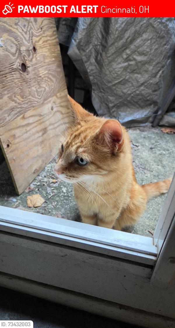 Lost Male Cat last seen Clough and Bridges, Cincinnati, OH 45230