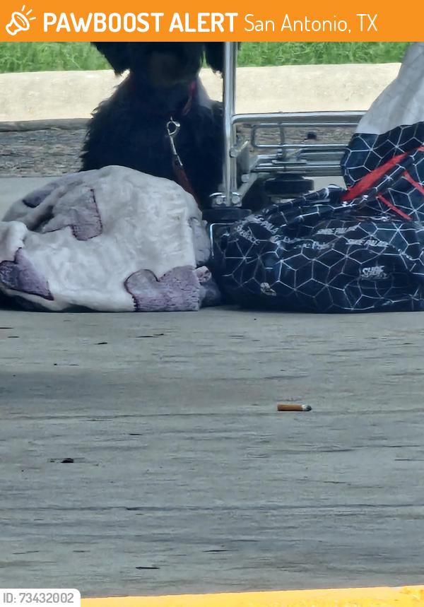 Found/Stray Unknown Dog last seen Marbach, San Antonio, TX 78227