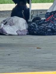 Found/Stray Unknown Dog last seen Marbach, San Antonio, TX 78227