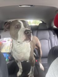 Reunited Female Dog last seen Maplewood Rd & Hermitage Rd., Henrico County, VA 23228