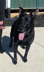 Shelter Stray Female Dog last seen Near Thrasher Circle, 30032, GA, 3280 Chamblee Dunwoody Rd, Chamblee, GA 30341, USA