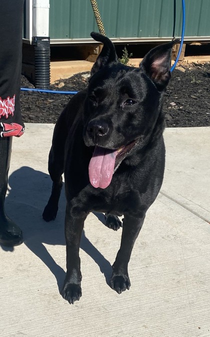 Shelter Stray Female Dog last seen Near Thrasher Circle, 30032, GA, 3280 Chamblee Dunwoody Rd, Chamblee, GA 30341, USA