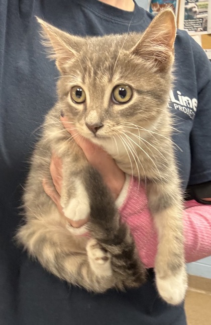 Shelter Stray Male Cat last seen Near Orchard Park Ct Stone Mountain GA 30083, 30083, GA, 3280 Chamblee Dunwoody Rd, Chamblee, GA 30341, USA