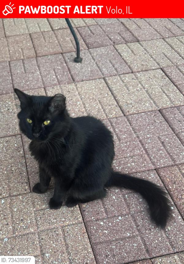 Lost Male Cat last seen Minuet Circle, Volo, IL 60073