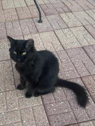 Lost Male Cat last seen Minuet Circle, Volo, IL 60073