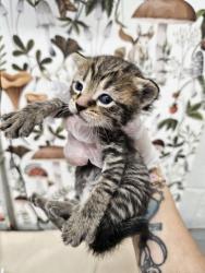Shelter Stray Female Cat last seen Near S Broadway, 21231, MD, 2490 Giles Rd, Baltimore, MD 21225, USA