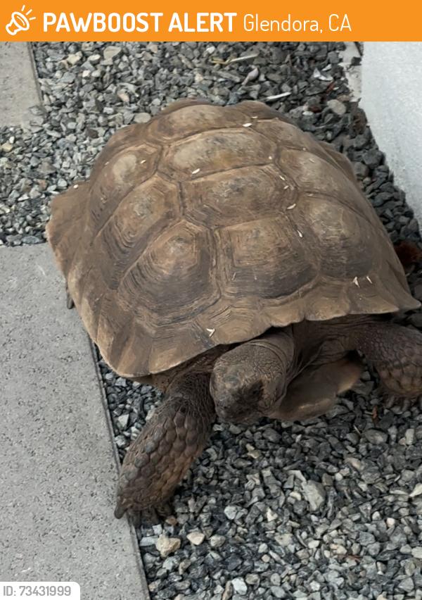 Found/Stray Unknown Reptile last seen Dalton Ave & Elwood Ave, Glendora, CA 91740