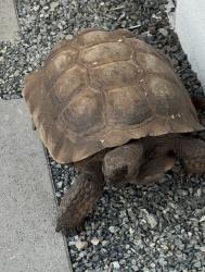 Found/Stray Unknown Reptile last seen Dalton Ave & Elwood Ave, Glendora, CA 91740