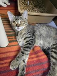 Shelter Stray Female Cat last seen Near MLK Jr Blvd, New Bern City Limits,, 1639 Old Airport Rd, New Bern, NC 28562, USA