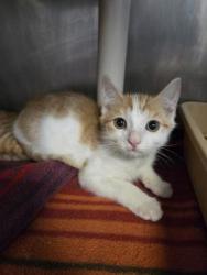 Shelter Stray Male Cat last seen Near Kite Town Rd, Vanceboro, NC, 1639 Old Airport Rd, New Bern, NC 28562, USA