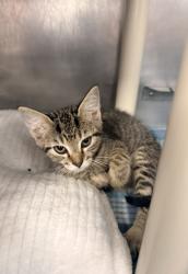 Shelter Stray Female Cat last seen W Pine St, Bridgeton, NC, 1639 Old Airport Rd, New Bern, NC 28562, USA