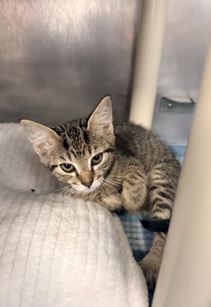 Shelter Stray Female Cat last seen W Pine St, Bridgeton, NC, 1639 Old Airport Rd, New Bern, NC 28562, USA
