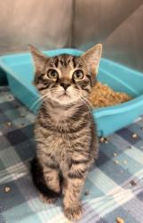 Shelter Stray Male Cat last seen W Pine St, Bridgeton, NC, 1639 Old Airport Rd, New Bern, NC 28562, USA