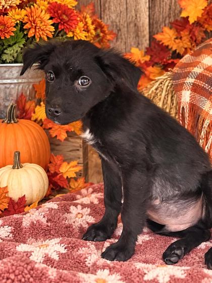 Shelter Stray Male Dog last seen Near NEWTON RD PICKENS, SC 29671, PICKENS COUNTY, SC, 193 County Farm Rd, Pickens, SC 29671, USA