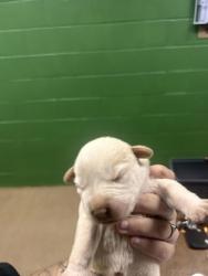 Shelter Stray Male Dog last seen Near Wellington St, 29624, Anderson County, SC, 1320 US-29, Anderson, SC 29626, USA