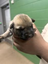 Shelter Stray Female Dog last seen Near Wellington St, 29624, Anderson County, SC, 1320 US-29, Anderson, SC 29626, USA