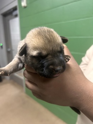 Shelter Stray Female Dog last seen Near Wellington St, 29624, Anderson County, SC, 1320 US-29, Anderson, SC 29626, USA